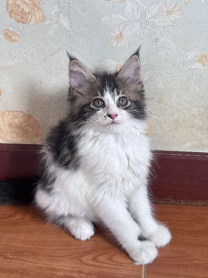 แมวเมนคูนแท้ รูปที่ 6