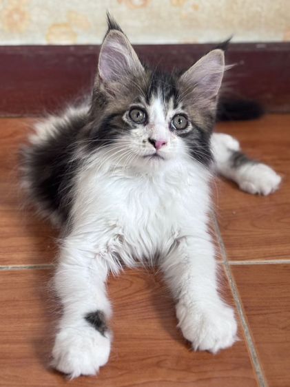 แมวเมนคูนแท้ รูปที่ 3