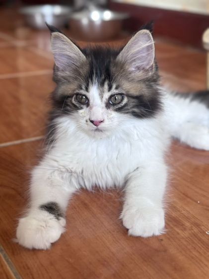 แมวเมนคูนแท้ รูปที่ 4