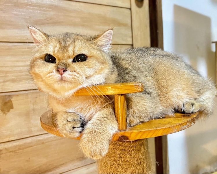 แมวบริติช รูปที่ 3