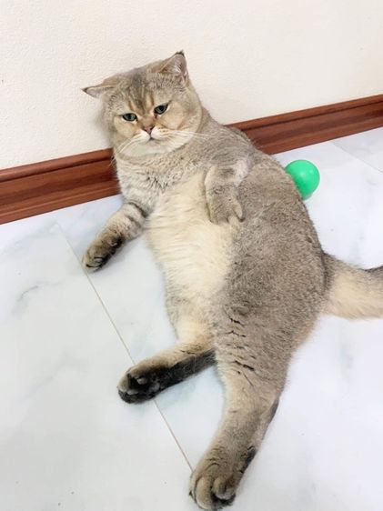 แมวบริติช รูปที่ 2