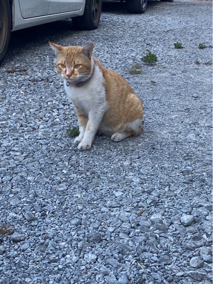 อื่นๆ เจ้าแมวส้ม