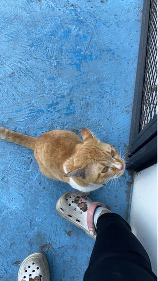 เจ้าแมวส้ม รูปที่ 4