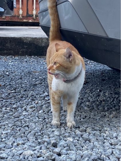 เจ้าแมวส้ม รูปที่ 3