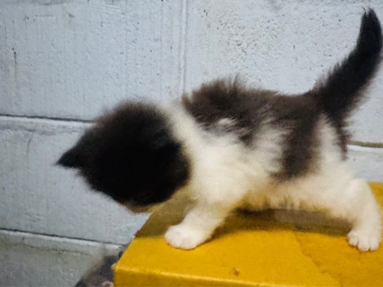 ขายยกคอก ลูกแมวเปอร์เซีย 9 ตัว  แม่แมวคลอดพร้อมกัน2แม่  เลี้ยงไม่ไหว รูปที่ 5