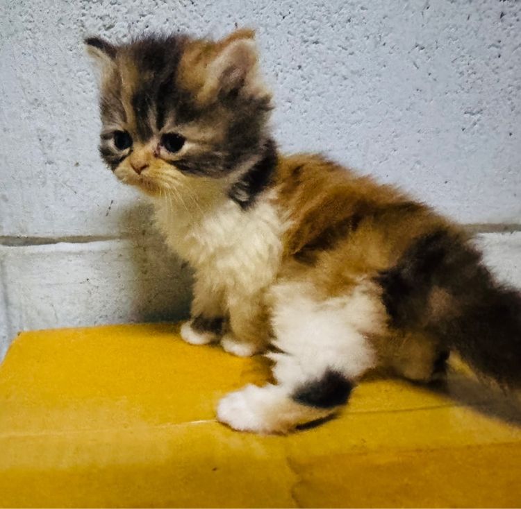 ขายยกคอก ลูกแมวเปอร์เซีย 9 ตัว  แม่แมวคลอดพร้อมกัน2แม่  เลี้ยงไม่ไหว รูปที่ 2