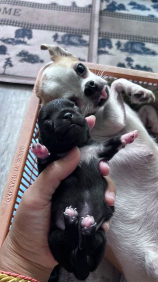 ลูกชิวาวา รูปที่ 2