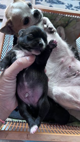 ชิวาวา (Chihuahua) เล็ก ลูกชิวาวา