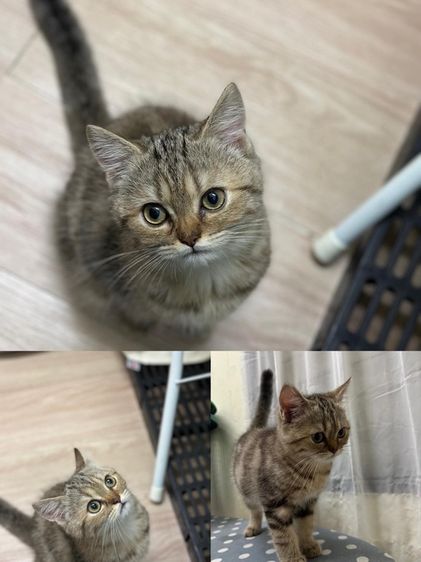 สกอตติชหูตั้ง ชาย รูปที่ 2