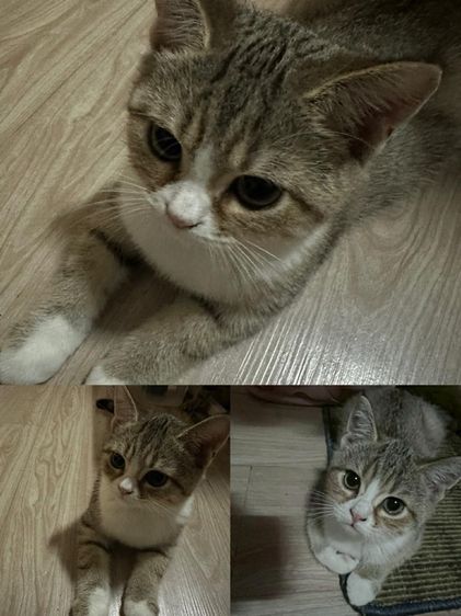 สกอตติชหูตั้ง ชาย