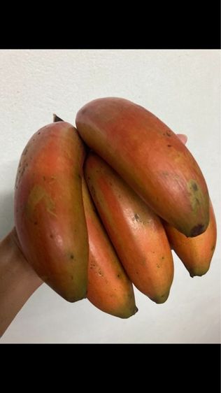 หน่อกล้วยนาค