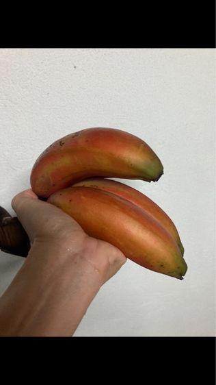 หน่อกล้วยนาค รูปที่ 8