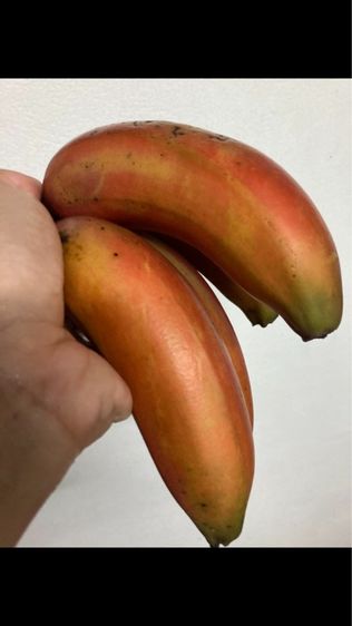 หน่อกล้วยนาค รูปที่ 7