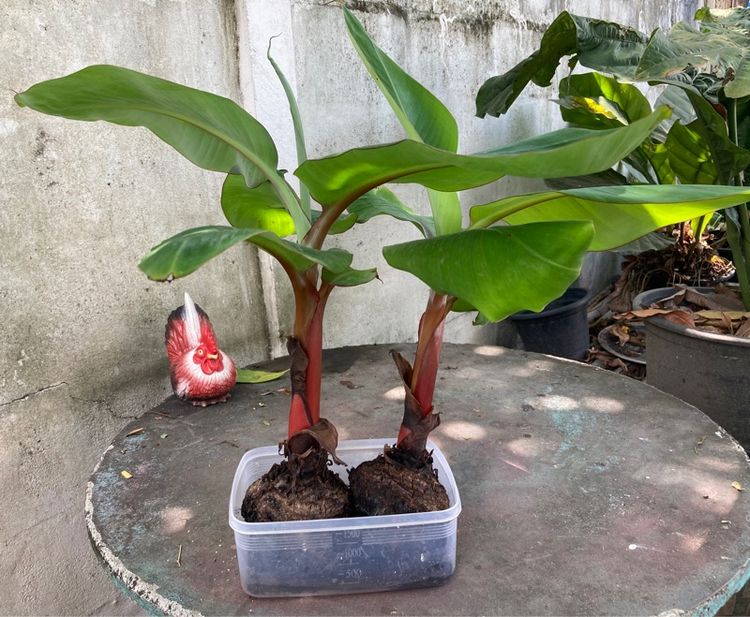 หน่อกล้วยนาค รูปที่ 5