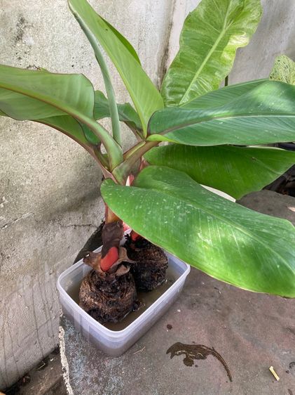 หน่อกล้วยนาค รูปที่ 4