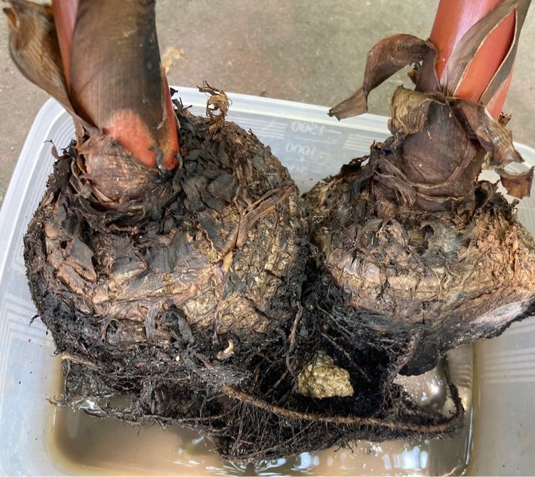 หน่อกล้วยนาค รูปที่ 6