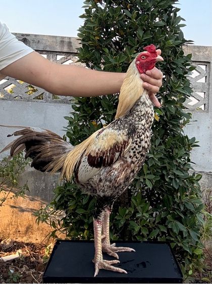 ไก่ชน รูปที่ 6