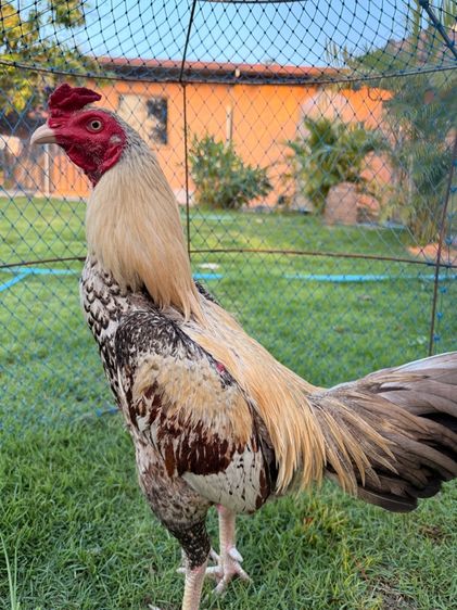 ไก่ชน รูปที่ 3