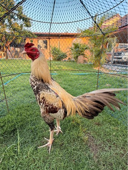 ไก่ชน รูปที่ 2