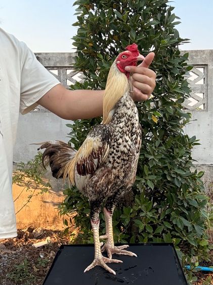 ไก่ชน รูปที่ 5