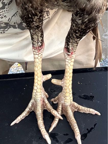 ไก่ชน รูปที่ 4