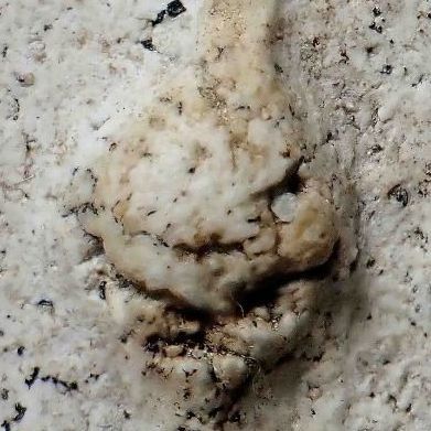 พระบ้านจริง