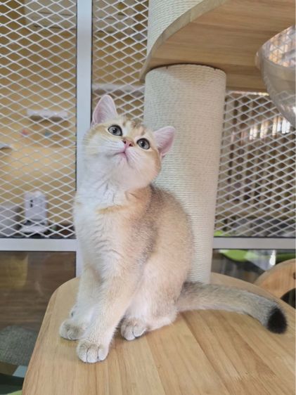 British Shorthair  รูปที่ 3