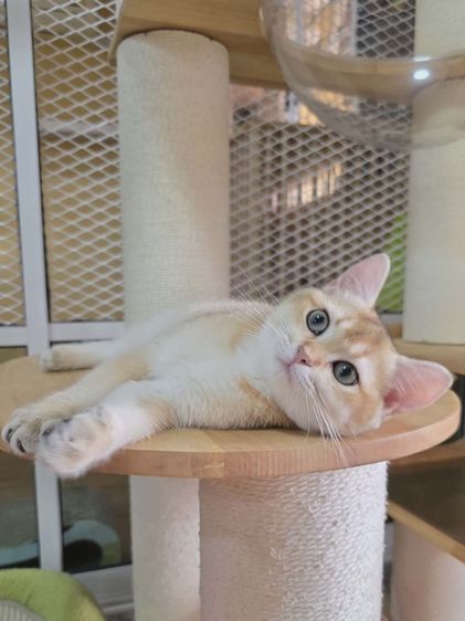 British Shorthair  รูปที่ 5