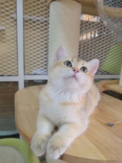 British Shorthair  รูปที่ 2