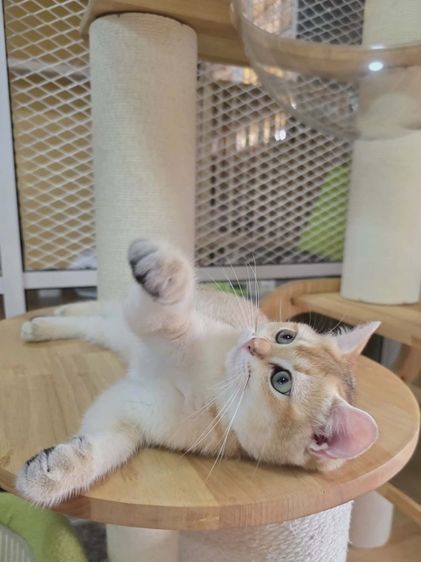 British Shorthair  รูปที่ 4