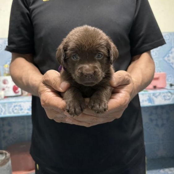 ลาบราดอร์ (Labrador) เล็ก ลาบราดอร์