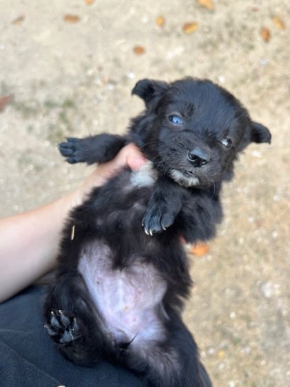 ชิสุผสมชิวาว่า รูปที่ 2