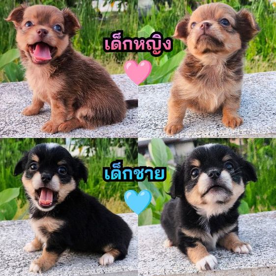 ชิวาวา (Chihuahua) เล็ก ชิวาวา ขนยาว