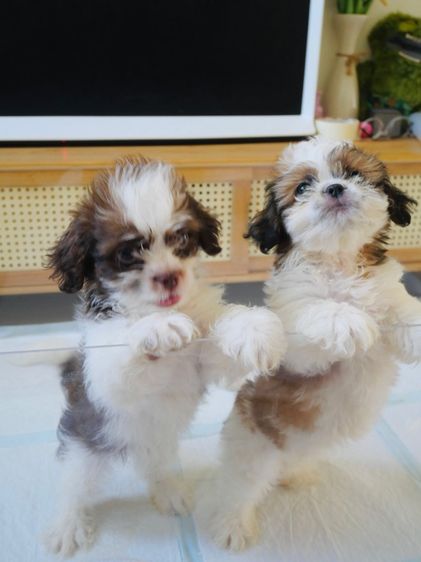 เหลือหญิง1 ชาย3✅ รูปที่ 17