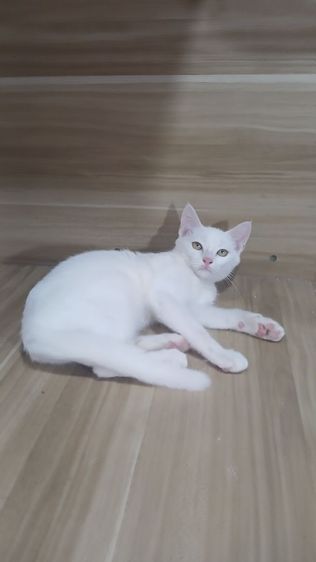 ขาวมณี (Khao Manee) แมวขาวมณีตาสีเหลือง เพศเมีย ยังไม่วัคซีน สนใจถามก่อนได้คะ