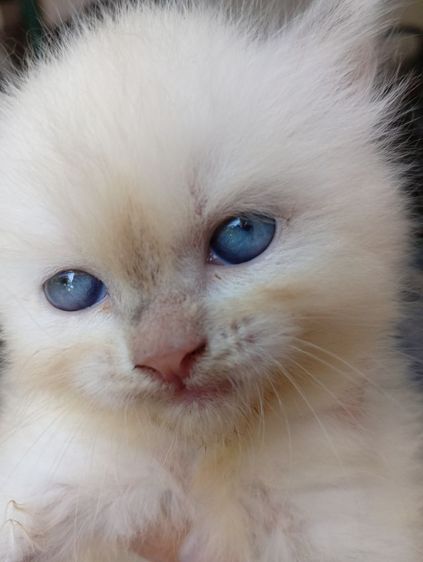 สก็อตติช โฟลด์ (Scottish Fold) สก็อตติชตัวกลมผู้หญิง