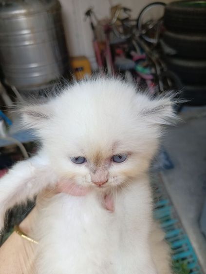 สก็อตติชตัวกลมผู้หญิง รูปที่ 9