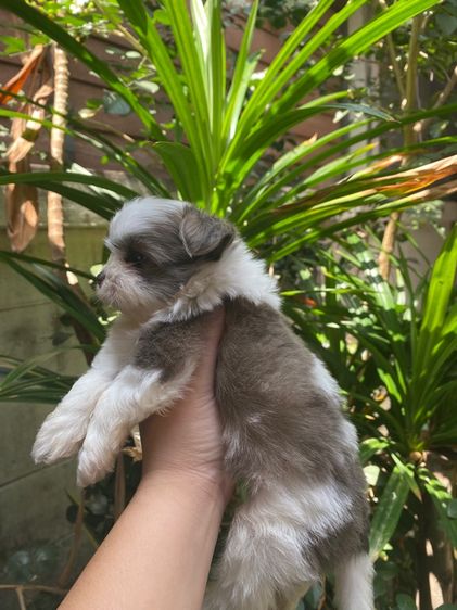 น้องชิสุผสม รูปที่ 3