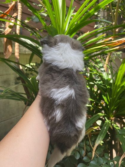 น้องชิสุผสม รูปที่ 2