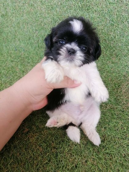 ชิสุห์ปอม สีขาวดำ เพศผู้ ดช.ชาบู พร้อมย้าย  รูปที่ 11