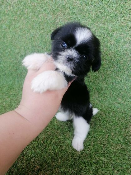 ชิสุห์ปอม สีขาวดำ เพศผู้ ดช.ชาบู พร้อมย้าย  รูปที่ 6