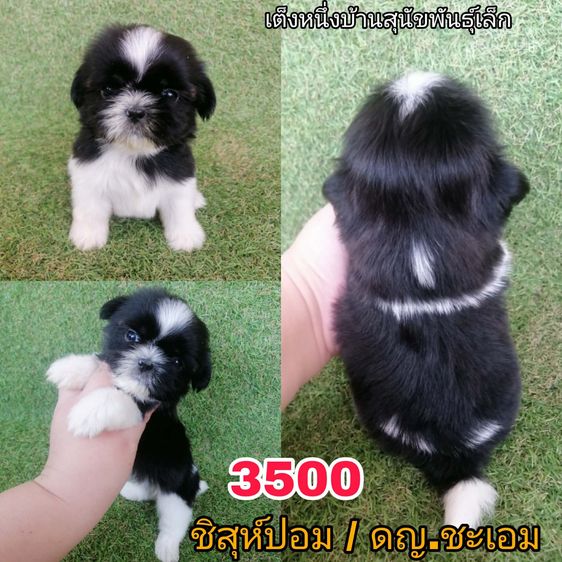 ชิสุห์ปอม สีขาวดำ เพศผู้ ดช.ชาบู พร้อมย้าย  รูปที่ 2