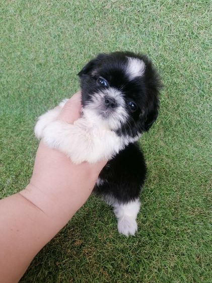 ชิสุห์ปอม สีขาวดำ เพศผู้ ดช.ชาบู พร้อมย้าย  รูปที่ 9