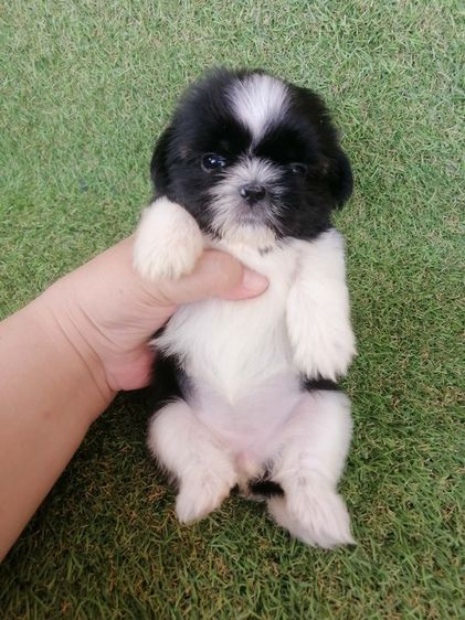 ชิสุห์ปอม สีขาวดำ เพศผู้ ดช.ชาบู พร้อมย้าย  รูปที่ 3