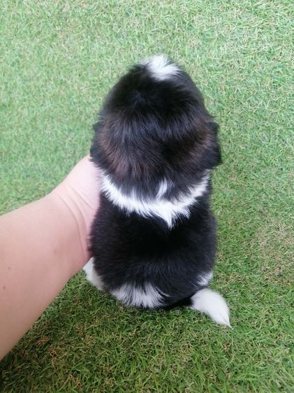 ชิสุห์ปอม สีขาวดำ เพศผู้ ดช.ชาบู พร้อมย้าย  รูปที่ 12