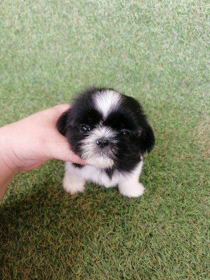 ชิสุห์ปอม สีขาวดำ เพศผู้ ดช.ชาบู พร้อมย้าย  รูปที่ 5