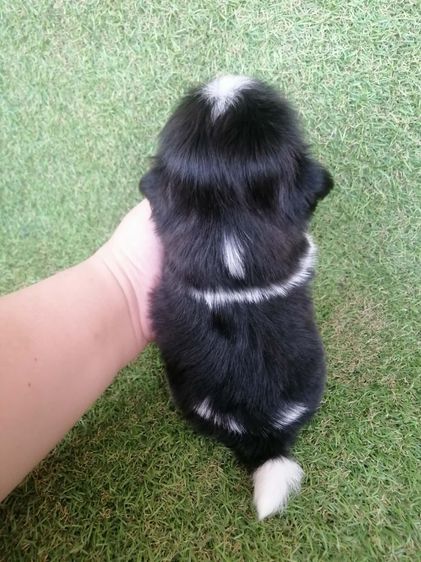 ชิสุห์ปอม สีขาวดำ เพศผู้ ดช.ชาบู พร้อมย้าย  รูปที่ 7