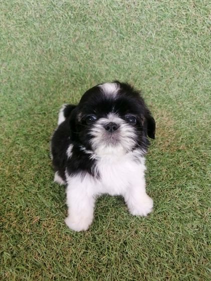 ชิสุห์ปอม สีขาวดำ เพศผู้ ดช.ชาบู พร้อมย้าย  รูปที่ 8