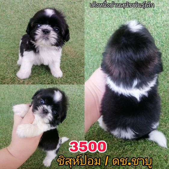 ชิสุห์ปอม สีขาวดำ เพศผู้ ดช.ชาบู พร้อมย้าย 