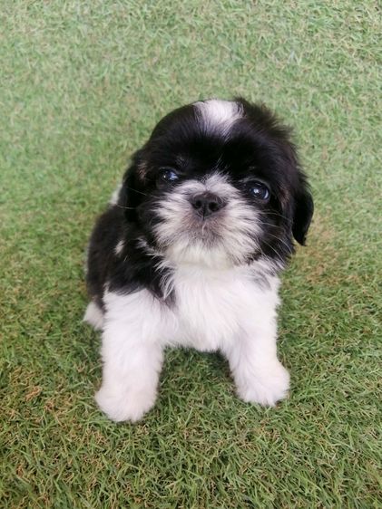 ชิสุห์ปอม สีขาวดำ เพศผู้ ดช.ชาบู พร้อมย้าย  รูปที่ 10